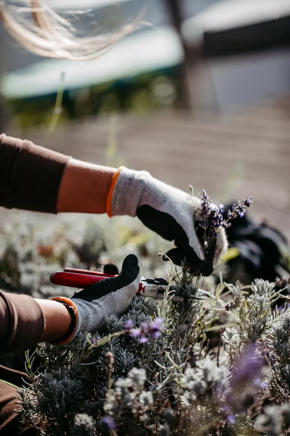 Rückschnitt von Lavendel mit der Gartenschere