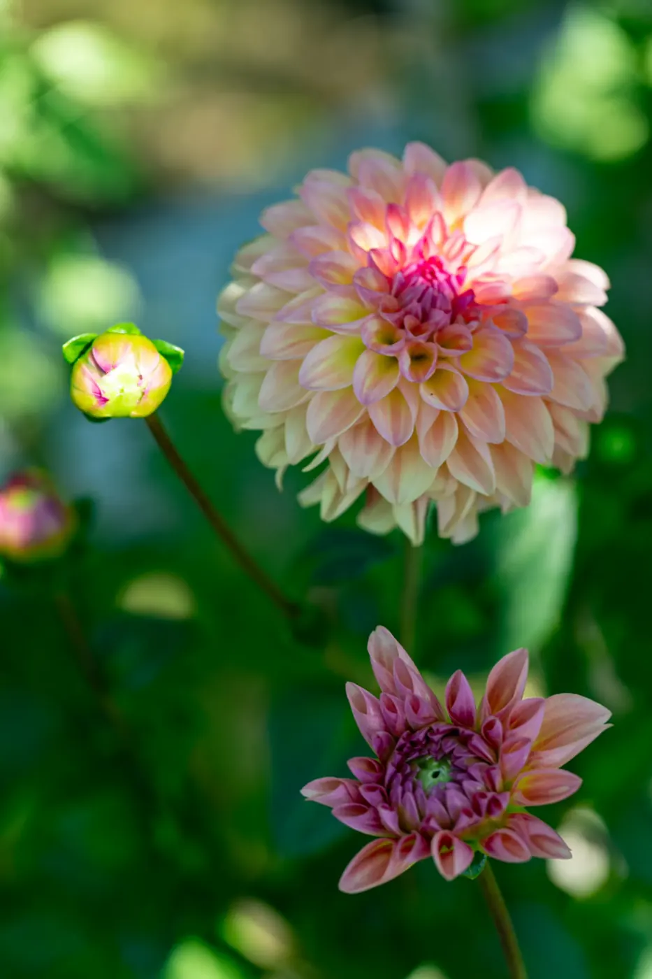 Dahlienblüte