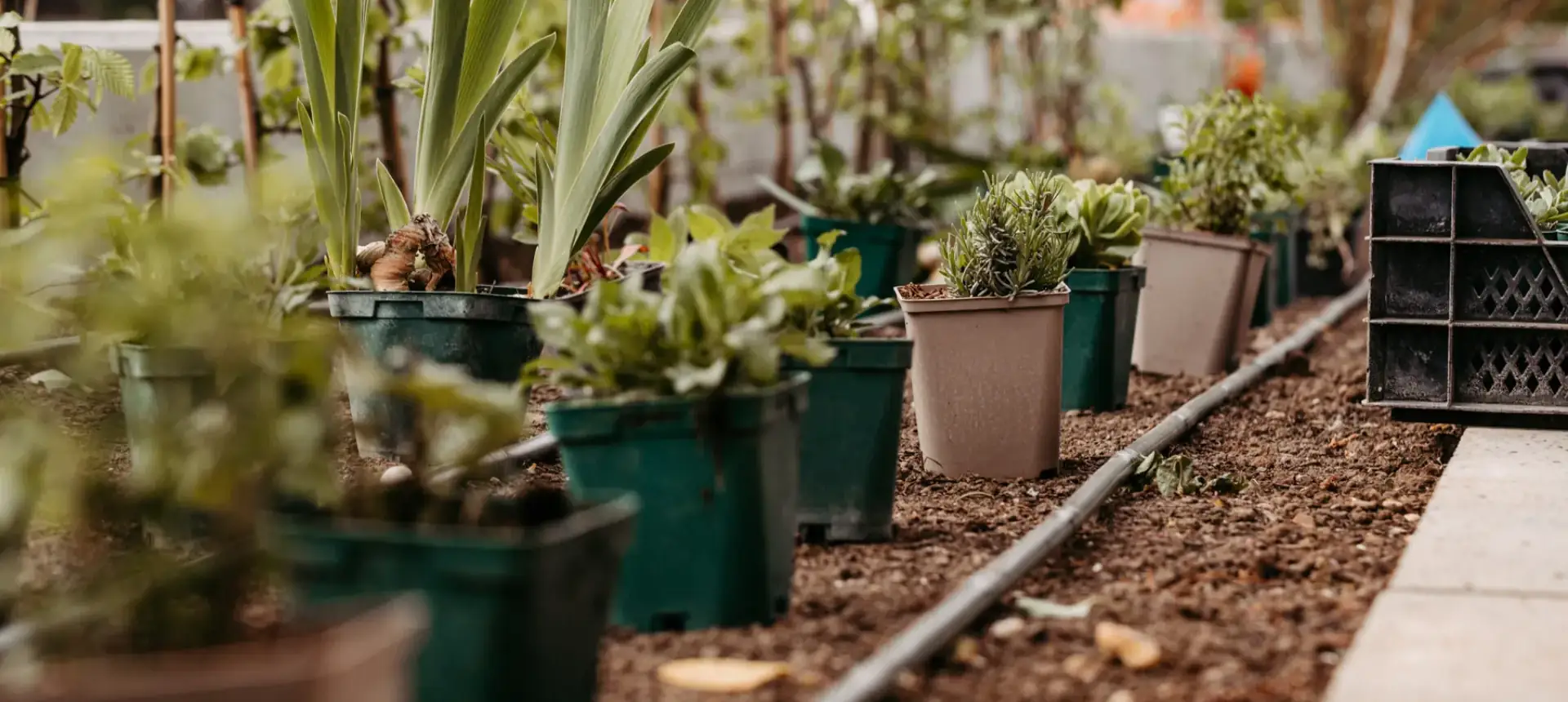 Jungpflanzen in Töpfen entlang eines vorbereiteten Beets